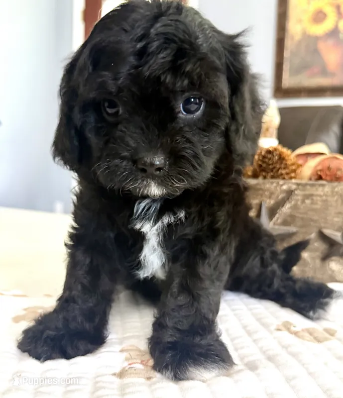 Hudson – Cavapoo puppy for sale in Brainerd, MN