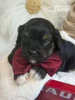 Boom, a male Cavapoo for sale in Brainerd, MN – 4 of 7