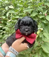 Hudson, a male Cavapoo for sale in Brainerd, MN – 5 of 5
