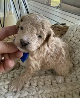 Apricot, a male Poodle - Toy  for sale in Brainerd, MN – 2 of 4