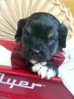 Boom, a male Cavapoo for sale in Brainerd, MN – 2 of 7