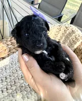 Black with white markings, a female Poodle - Toy  for sale in Brainerd, MN – 1 of 5