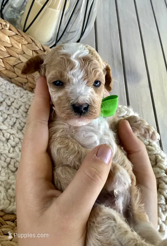 Johnny – Poodle - Toy  puppy for sale in Brainerd, MN