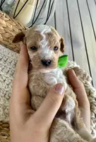 Johnny, a male Poodle - Toy  for sale in Brainerd, MN – 1 of 4