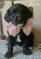 Fern, a female Cavapoo for sale in Brainerd, MN – 4 of 6