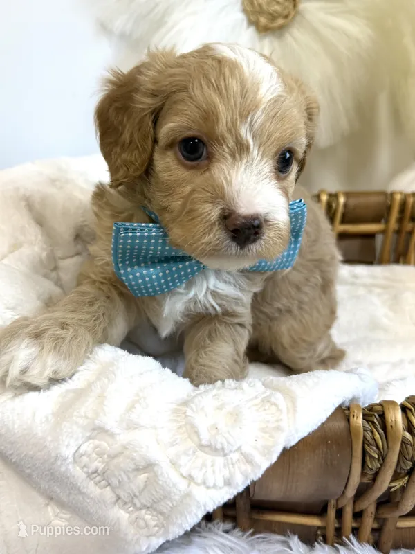 Blaze – Cavapoo puppy for sale in Brainerd, MN