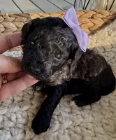 Black with white markings, a female Poodle - Toy  for sale in Brainerd, MN – 2 of 5