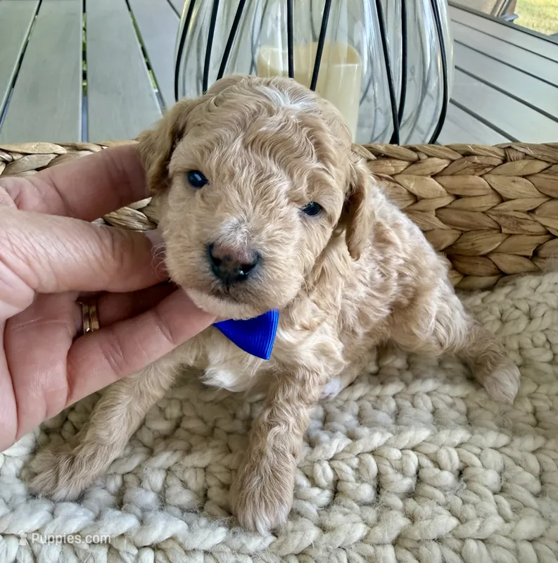Apricot – Poodle - Toy  puppy for sale in Brainerd, MN