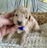 Apricot, a male Poodle - Toy  for sale in Brainerd, MN – 1 of 4