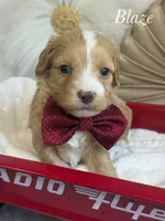 Blaze, a male Cavapoo for sale in Brainerd, MN – 4 of 6
