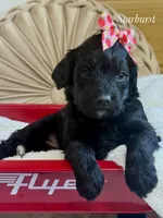 Starburst, a female Cavapoo for sale in Brainerd, MN – 3 of 4