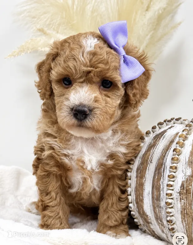 Maple  – Poodle - Miniature  puppy for sale in Brainerd, MN