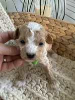 Johnny, a male Poodle - Toy  for sale in Brainerd, MN – 4 of 4