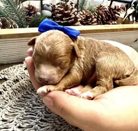 Copper, a male Poodle - Miniature  for sale in Brainerd, MN – 3 of 3