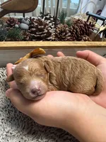 Rusty, a male Poodle - Miniature  for sale in Brainerd, MN – 3 of 3