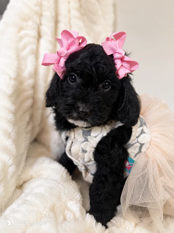 Fern – Cavapoo puppy for sale in Brainerd, MN