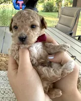 Apricot and white boy, a male Poodle - Toy  for sale in Brainerd, MN – 1 of 5