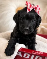 Starburst, a female Cavapoo for sale in Brainerd, MN – 2 of 4