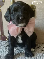 Fern, a female Cavapoo for sale in Brainerd, MN – 2 of 6