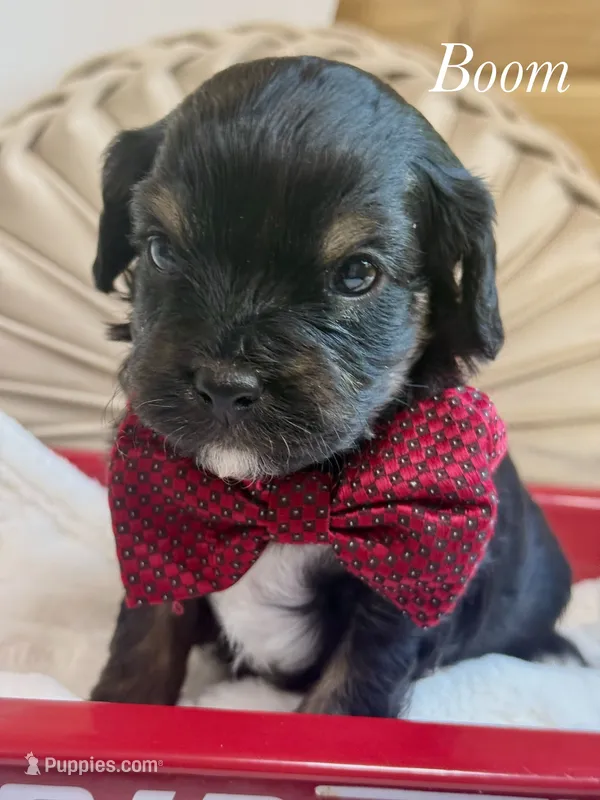 Boom – Cavapoo puppy for sale in Brainerd, MN