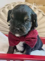 Boom, a male Cavapoo for sale in Brainerd, MN – 1 of 7