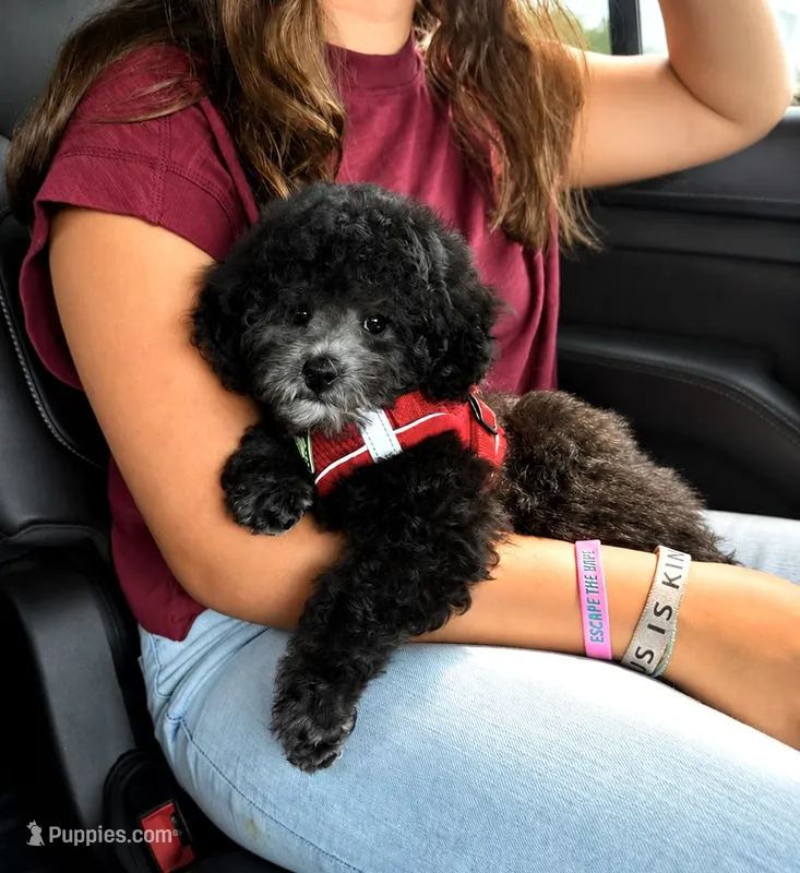 Silver – Poodle - Toy  puppy for sale in Brainerd, MN