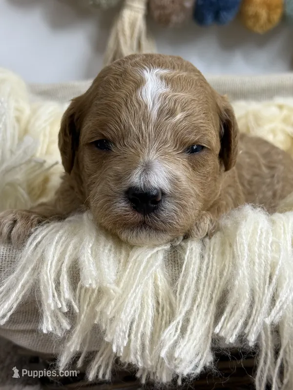 Copper – Poodle - Miniature  puppy for sale in Brainerd, MN