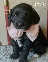 Fern, a female Cavapoo for sale in Brainerd, MN – 5 of 6