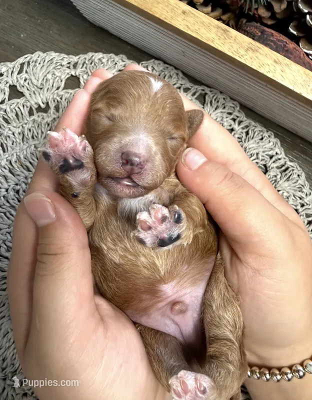 Copper – Poodle - Miniature  puppy for sale in Brainerd, MN
