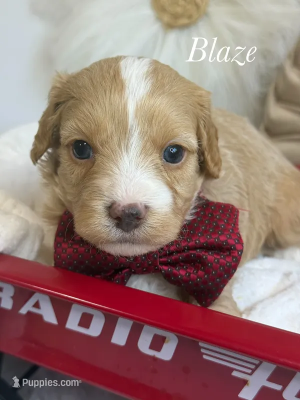 Blaze – Cavapoo puppy for sale in Brainerd, MN