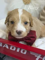 Blaze, a male Cavapoo for sale in Brainerd, MN – 1 of 6