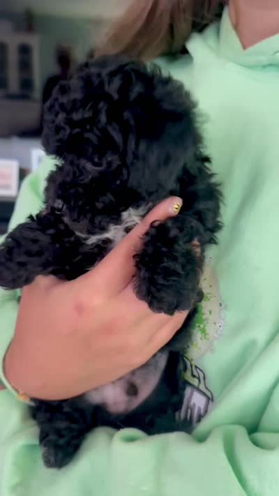 Leo, a male Poodle - Toy  for sale in Brainerd, MN – 4 of 4