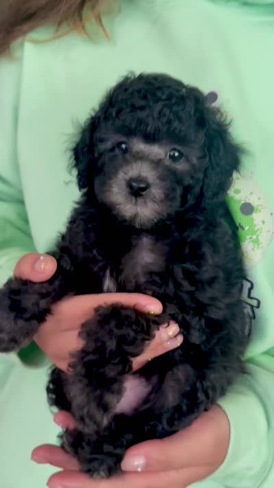 Silver, a male Poodle - Toy  for sale in Brainerd, MN – 4 of 4