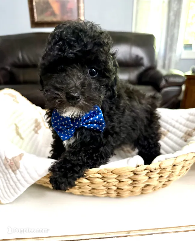 Leo – Poodle - Toy  puppy for sale in Brainerd, MN