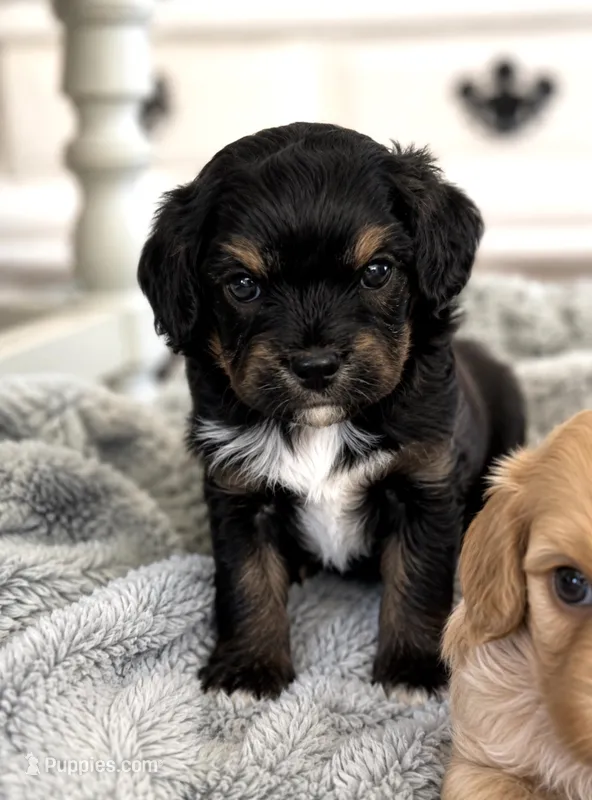 Boom – Cavapoo puppy for sale in Brainerd, MN