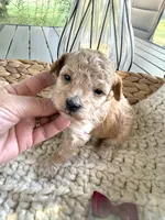 Apricot and white boy, a male Poodle - Toy  for sale in Brainerd, MN – 5 of 5