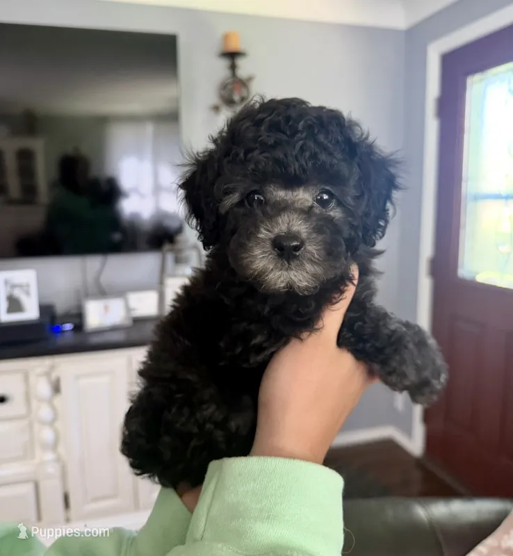 Silver – Poodle - Toy  puppy for sale in Brainerd, MN