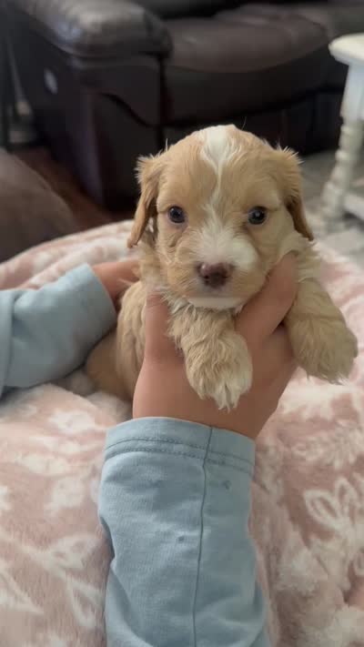 Blaze, a male Cavapoo for sale in Brainerd, MN – 6 of 6