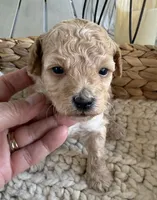 Apricot and white boy, a male Poodle - Toy  for sale in Brainerd, MN – 4 of 5