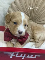 Blaze, a male Cavapoo for sale in Brainerd, MN – 3 of 6