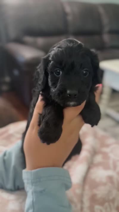 Starburst, a female Cavapoo for sale in Brainerd, MN – 4 of 4