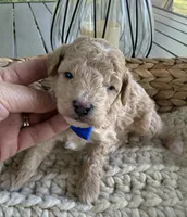 Apricot, a male Poodle - Toy  for sale in Brainerd, MN – 4 of 4