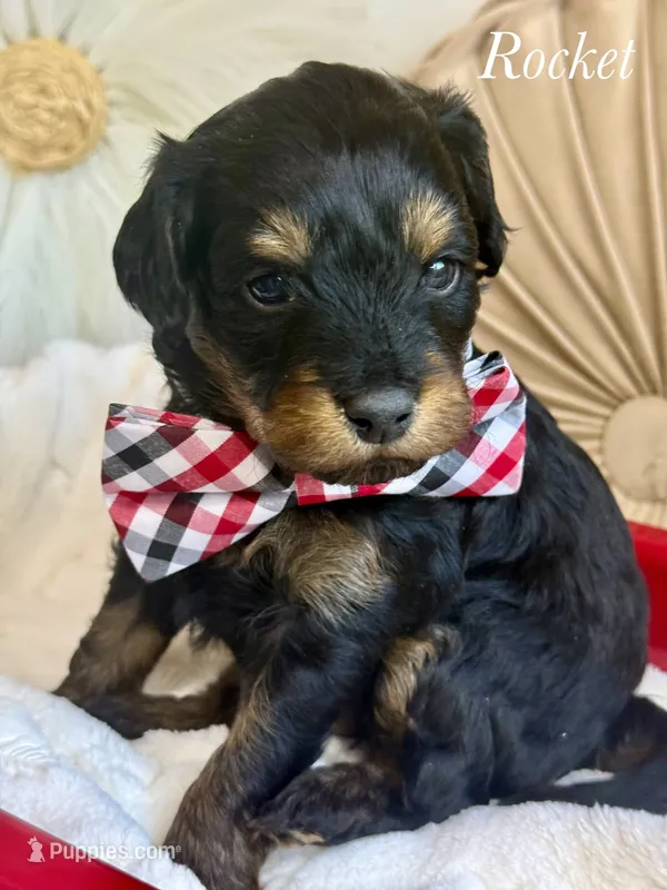 Rocket – Cavapoo puppy for sale in Brainerd, MN