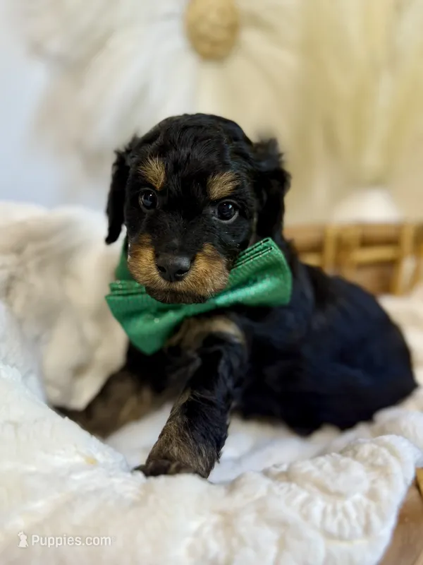 Rocket – Cavapoo puppy for sale in Brainerd, MN