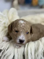 Maple , a female Poodle - Miniature  for sale in Brainerd, MN – 3 of 5