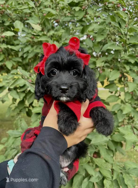 Starburst – Cavapoo puppy for sale in Brainerd, MN