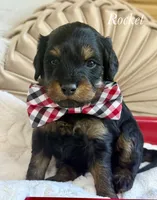 Rocket, a male Cavapoo for sale in Brainerd, MN – 3 of 5