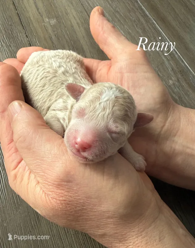 Rainy – Poodle - Miniature  puppy for sale in Brainerd, MN