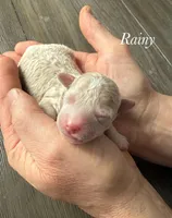 Rainy, a male Poodle - Miniature  for sale in Brainerd, MN – Photo 1 of 3