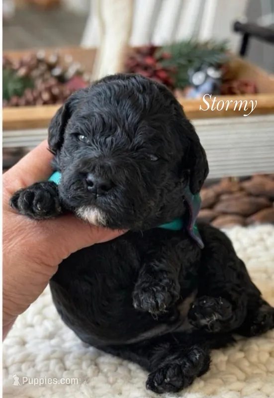 Stormy – Poodle - Miniature  puppy for sale in Brainerd, MN